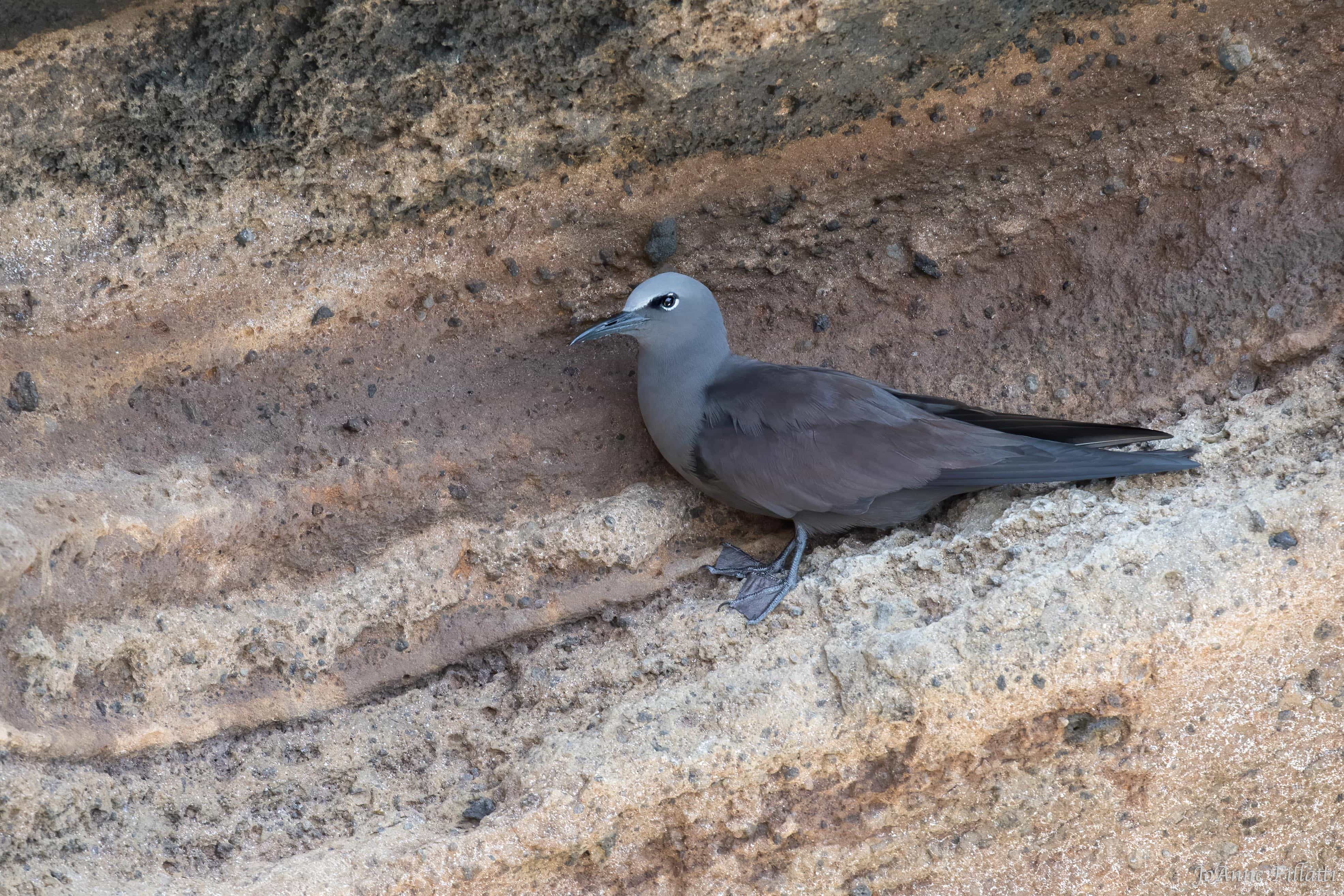 bird of galapagos image 25